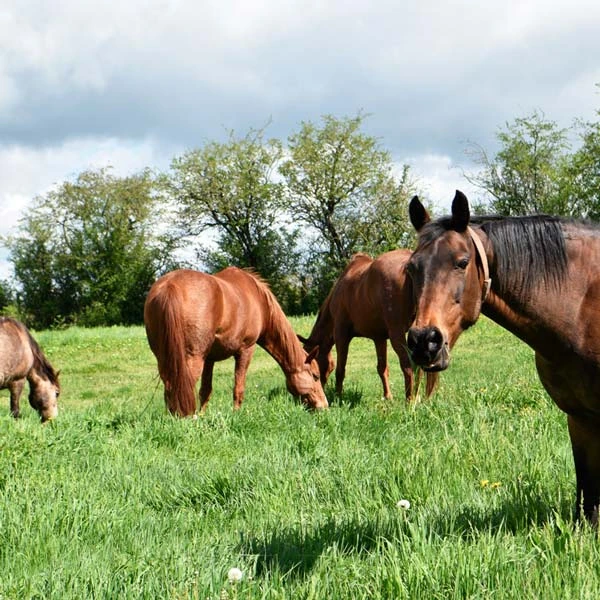 Pension pour chevaux à Veyre-Monton, Puy-de-Dôme